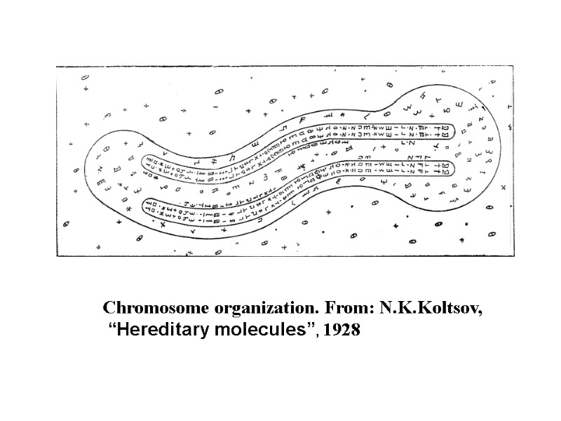 Chromosome organization. From: N.K.Koltsov,  “Hereditary molecules”, 1928